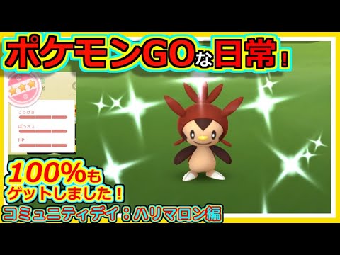 【ポケモンGOな日常】コミュニティ・デイ：ハリマロン　【ポケモンGO】