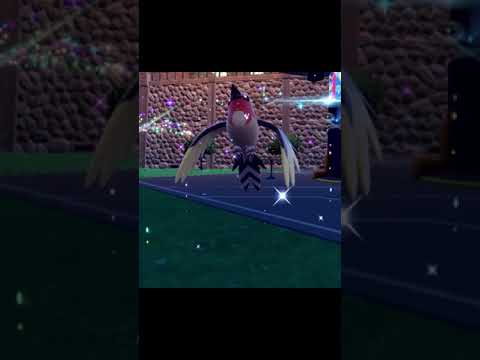 色違いヤヤコマ達 Shiny Fletchling #shorts  #pokemon #ポケモン #ポケモンsv