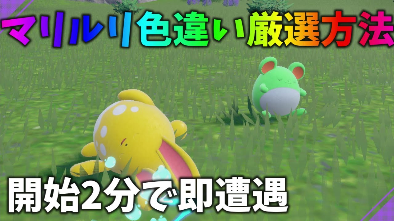 【ポケモンsv】マリル、マリルリの色厳選方法教えます！サムネ詐欺なし！