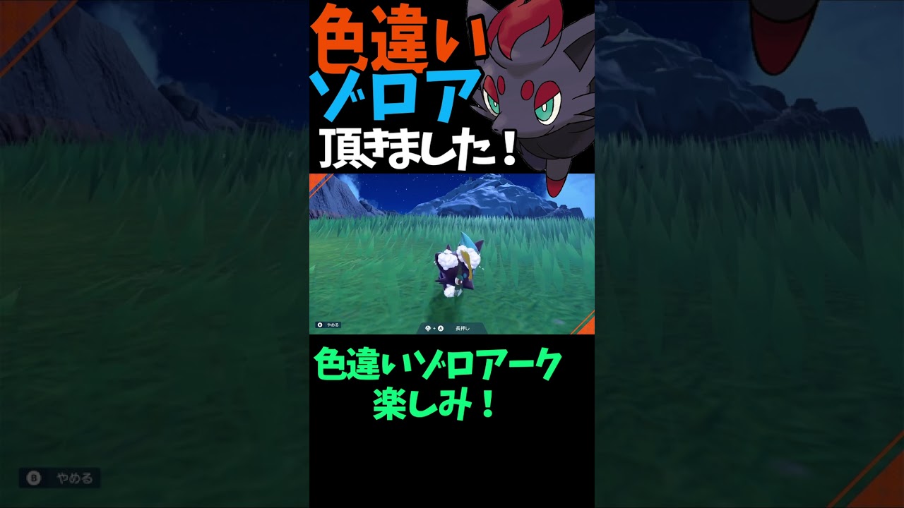 ゾロアの色違い頂きました！！m(__)m 大変だと言っていたのにありがとございます！ ピクニックで仲良くなりました！ゾロアークにしてみたいです！【ポケモンsv】 #shorts
