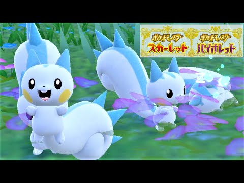 【可愛い】パチリス６匹に囲まれて癒されピクニック【ポケモンSV】