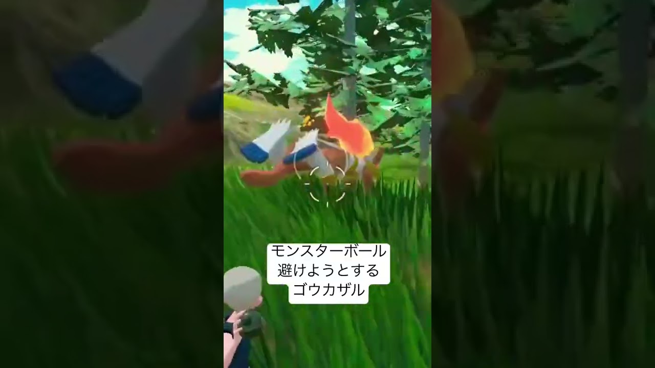 【ポケモンアルセウス】モンスターボール避けるゴウカザル　#ポケモン #pokemon #ストレイフ