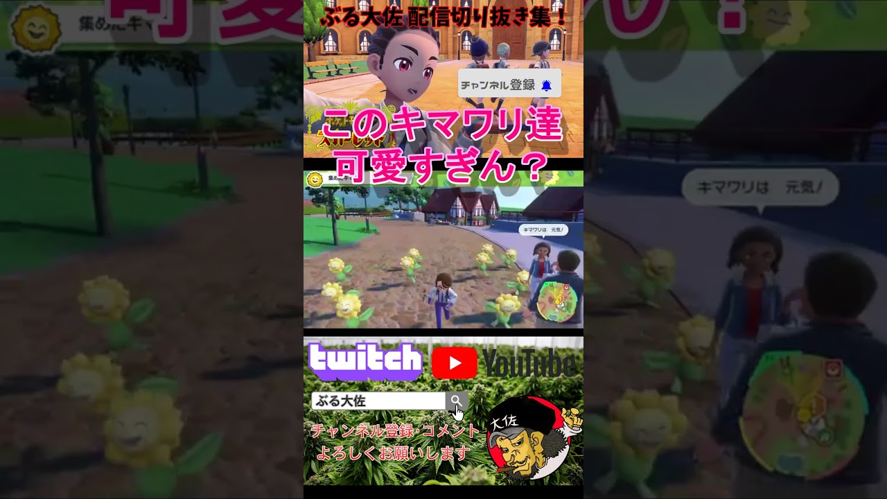 【ポケモンSV】キマワリ集め！このキマワリ達可愛すぎん！？