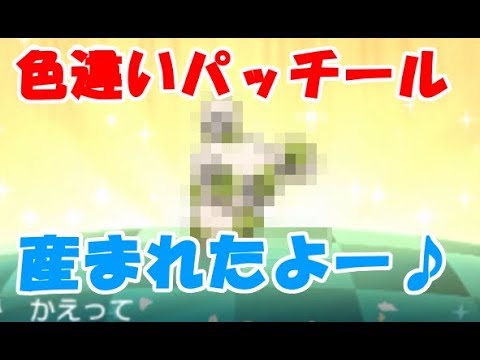 【ポケモンSM】国際孵化で色違いパッチールが産まれたよー！！ Shiny Spinda