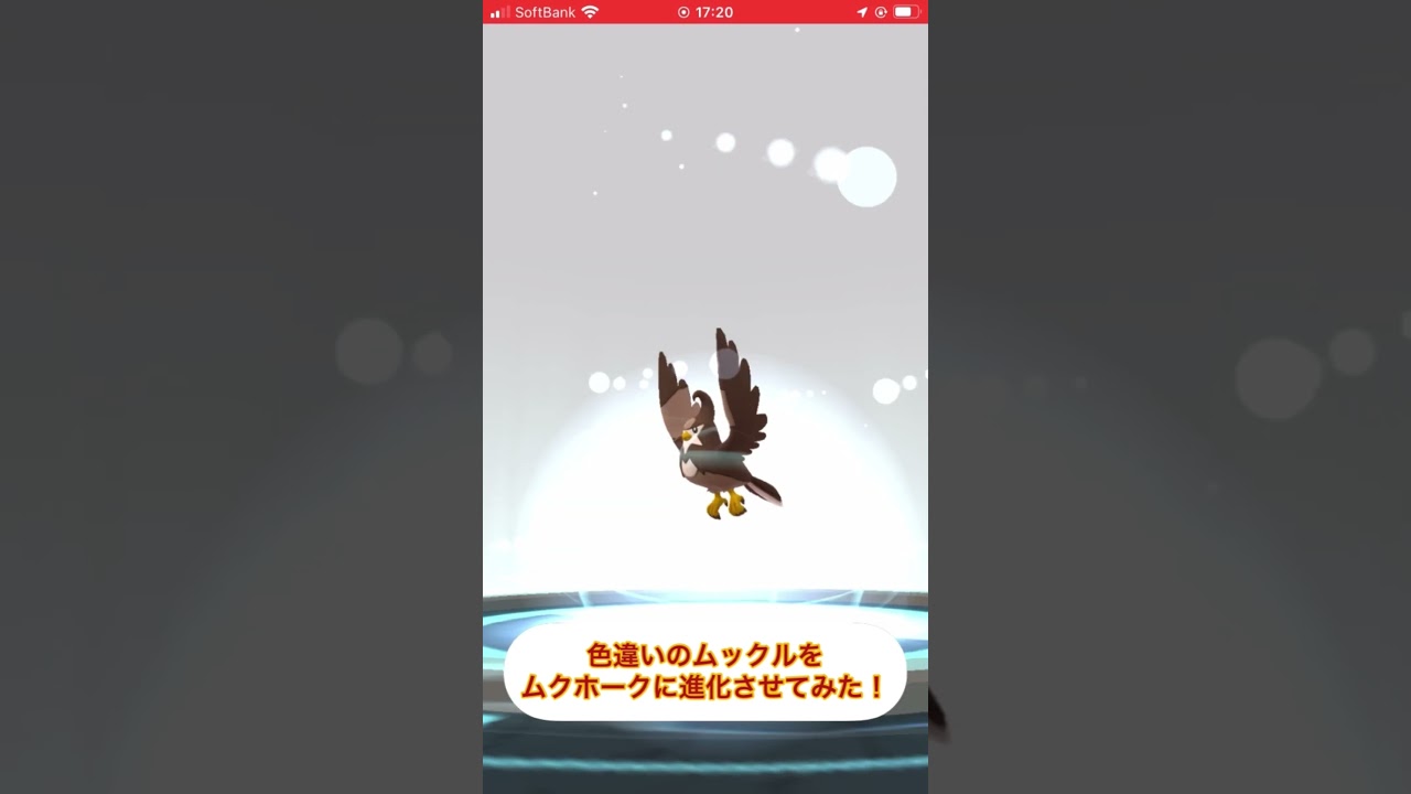 色違いのムックルをムクホークに進化させてみた！ #ポケモンgo #pokmongo #色違い #shorts
