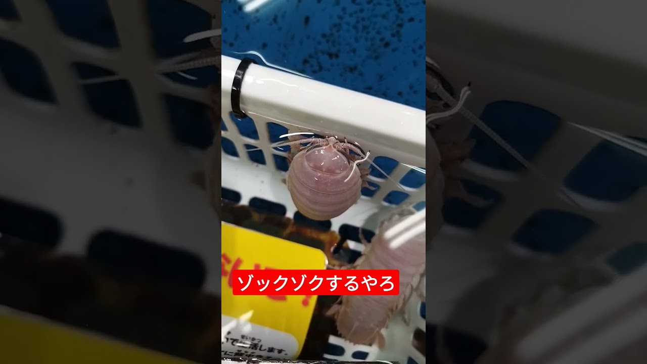 グソクムシャの本物おったらゾクゾク程度じゃすまないね