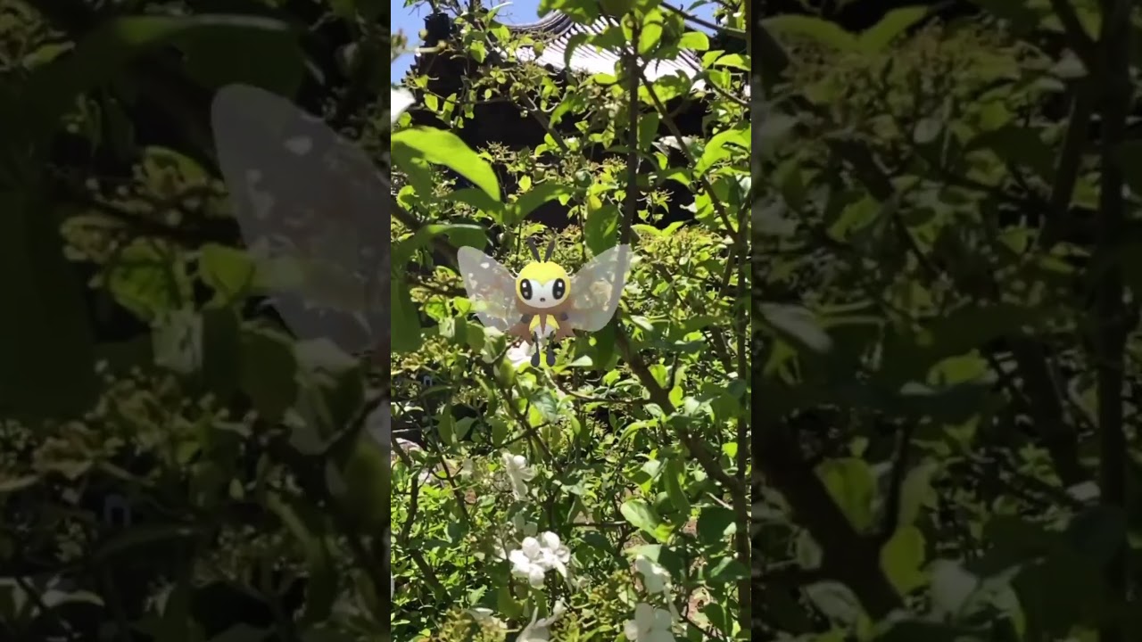 アブリー｜Cutiefly｜アブリボン｜Ribombee【ポケモンGO】PoKeMoN GO AR｜AR動画｜NianticAR｜あわじ花へんろ第七十三番花の札所｜淡路国分寺｜瓊花（けいか）