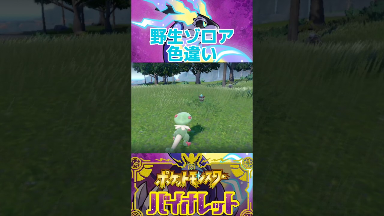 野生ゾロア色違い【ポケモンSV】 #shorts