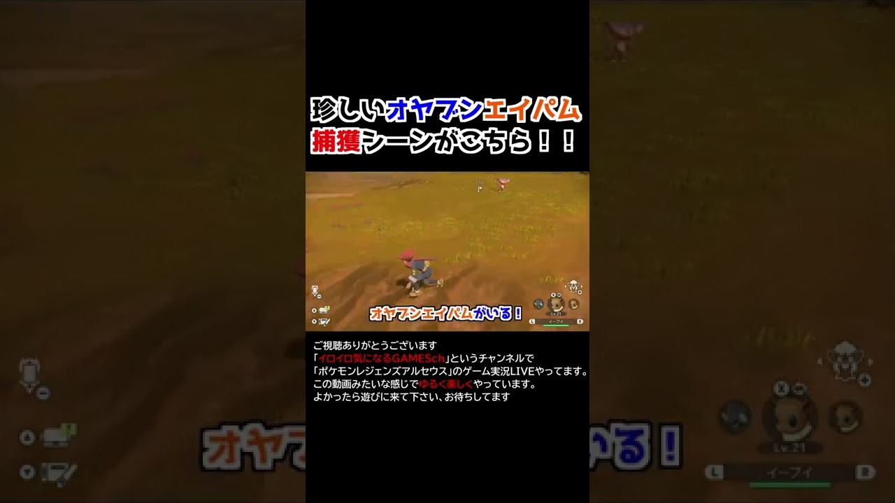 珍しいオヤブンエイパムを捕獲する！【Pokémon LEGENDS アルセウス】