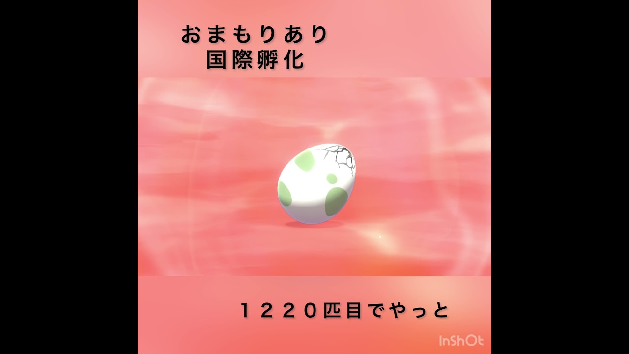 ガラルポニータ色違い厳選 #pokemon #色違い #swordshield #剣盾 #孵化　#shorts