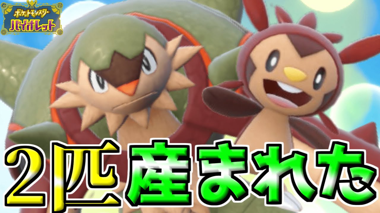 最強ブリガロンを倒して色違いハリマロン孵化厳選だ‼︎2匹産まれた!! 【ポケモンSV】