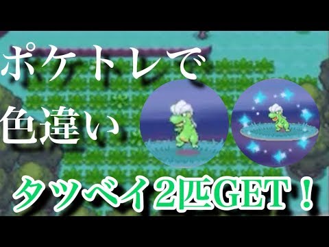 【ポケトレ】色違いタツベイを2匹ゲット！プラチナ shiny Bagon