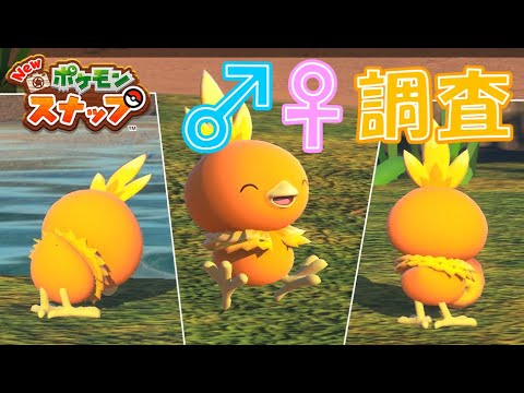レンティル地方のアチャモの♂♀調査【Newポケモンスナップ/ゆっくり実況】