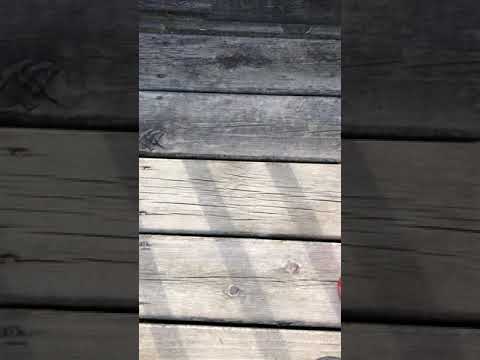 Pokémon Japanese names swadloon