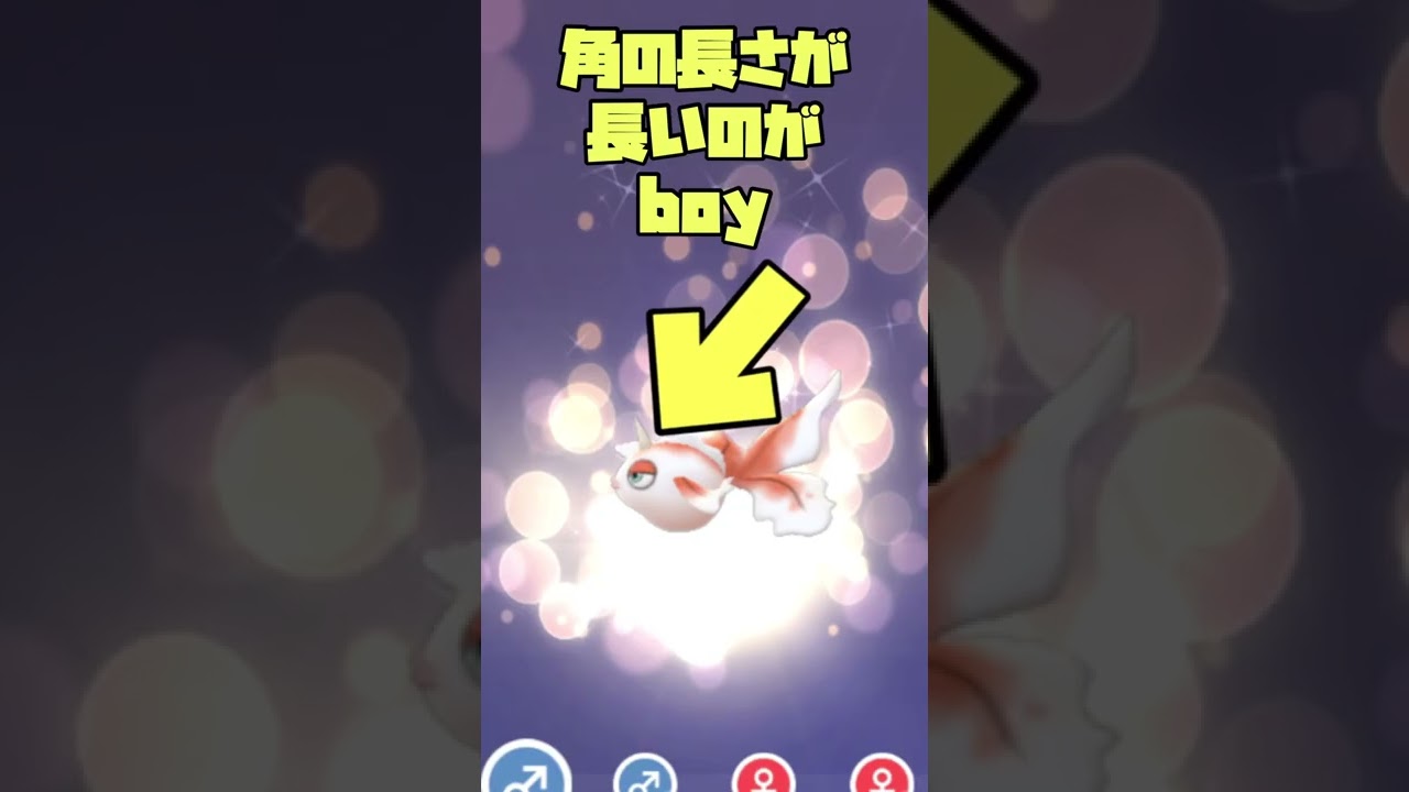 トサキントのオスメス見分け方！