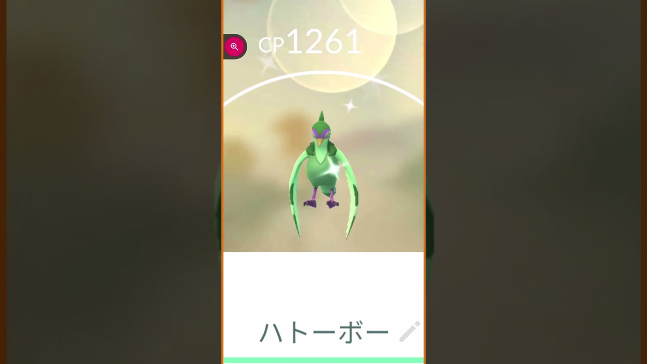 ＃shorts◇色違いマメパトをハトーボーに進化してみた・・綺麗な緑色＃479