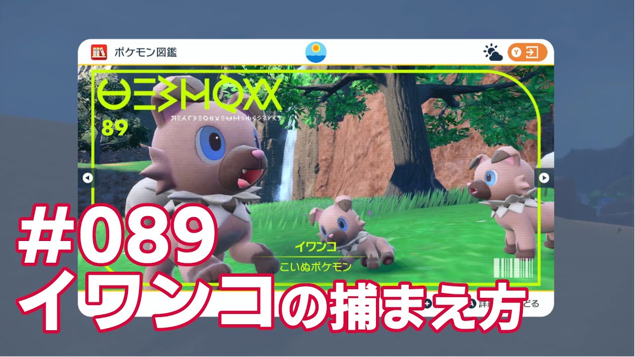 イワンコを探している方に見てほしい動画