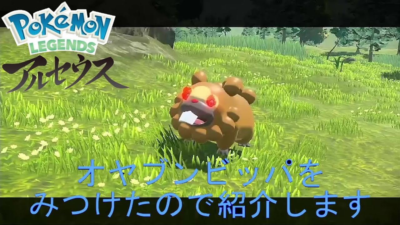 【かわいい】オヤブンビッパをゲットできました！【ポケモンレジェンズアルセウス】【POKEMON】 ​