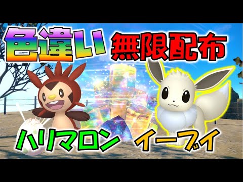 色違いハリマロン・イーブイ無限配布【ポケモンSV】