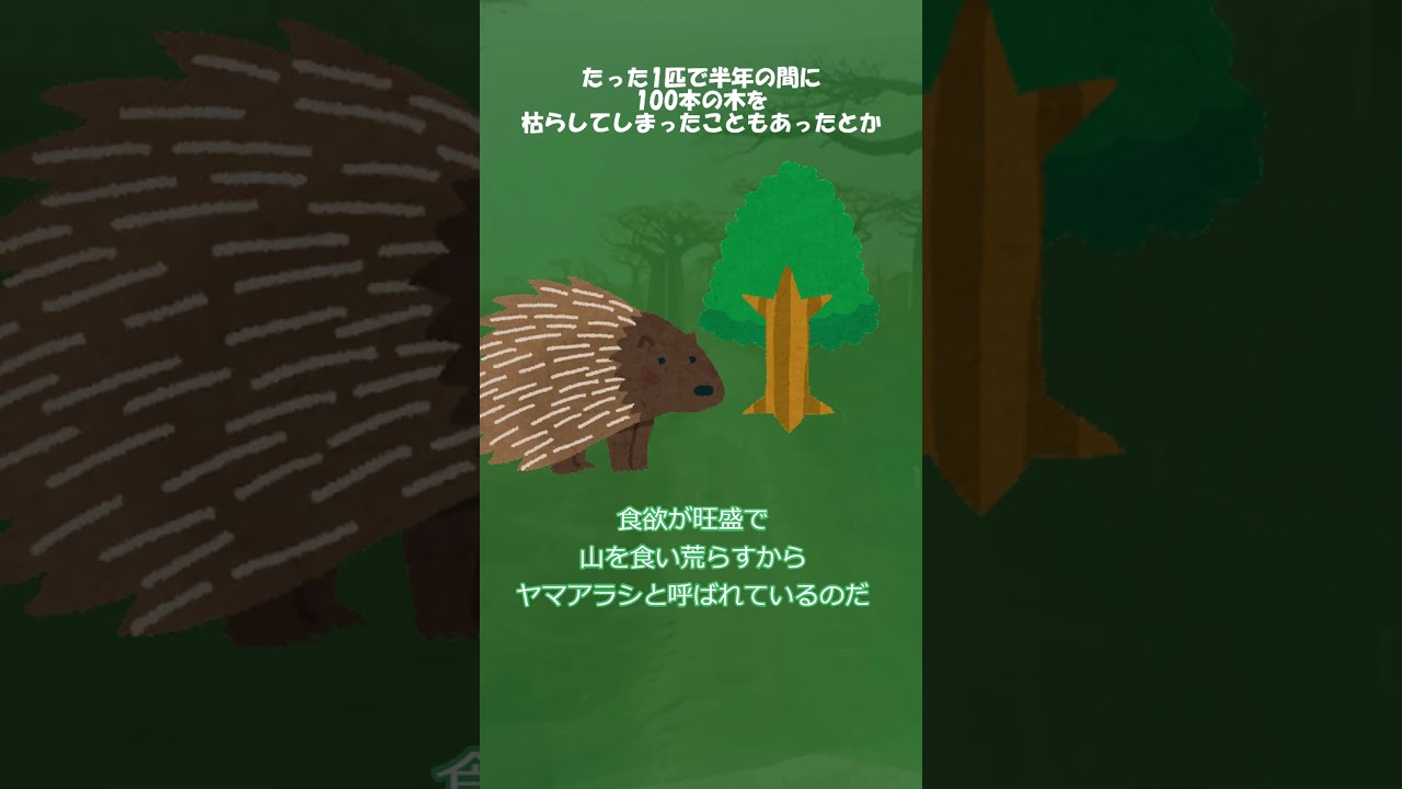 ずんだもんのポケモン元ネタ解説 ヒノアラシ#Shorts