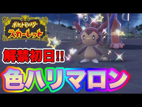 実装初日に色違いハリマロンを出して発狂する男　【ポケモンSV】