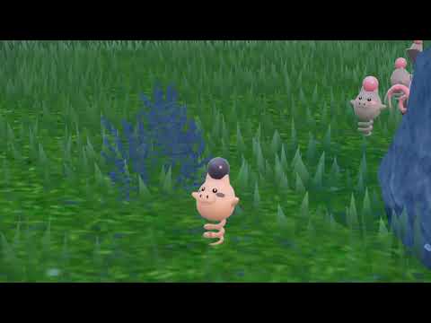 バネブー　色違い