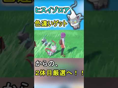 国際孵化で色違いヒスイゾロアゲット！　この寝顔を守るために2体目厳選へ！？　＃shorts