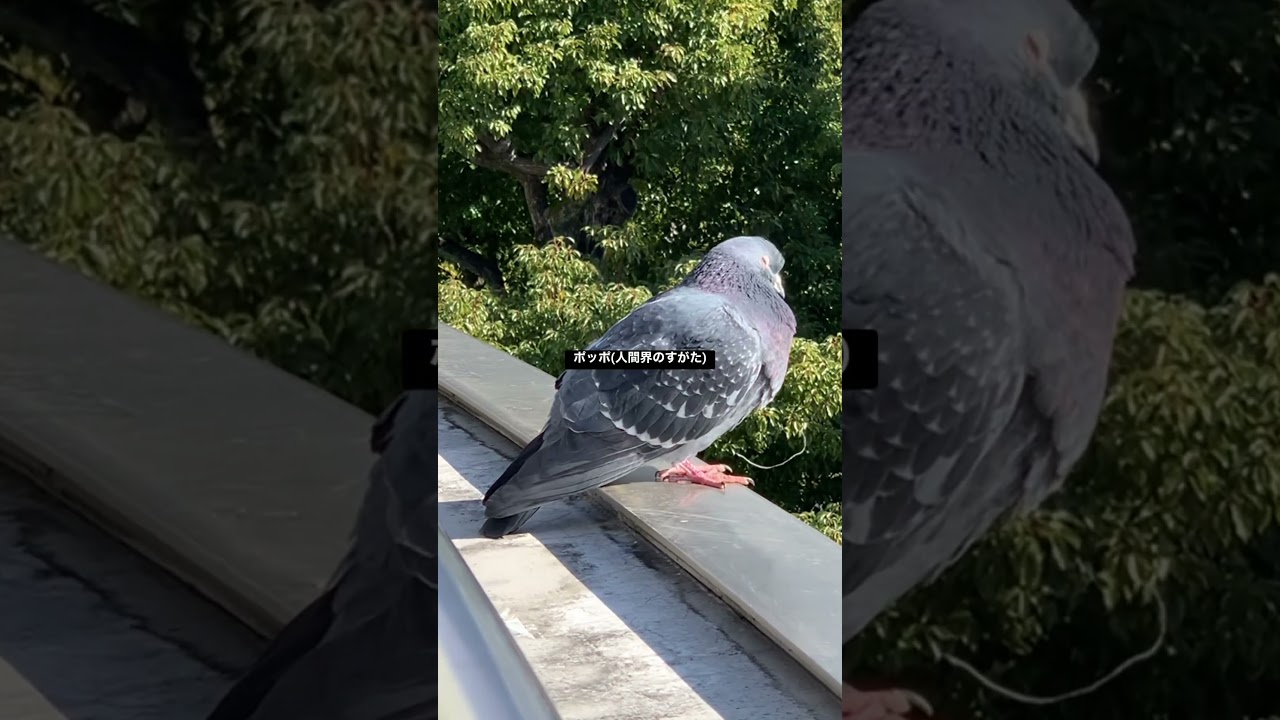 ポッポ(人間界のすがた)