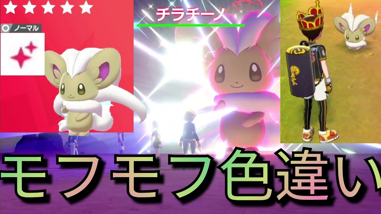 【きれい好きピックアップレイド】もふもふな色違いチラチーノの出現率アップ！ゲットして連れ歩いてみた！期間限定イベント/マックスレイドバトル/ポケモン剣盾/ソードシールド/Shiny/Pokémon