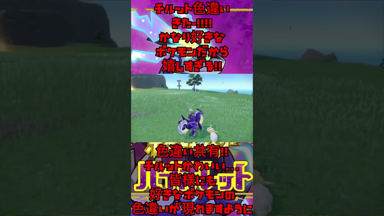 【チルット色違い】まじで嬉しすぎる出会い！毎日のロードワークの成果！【ポケモンSV】