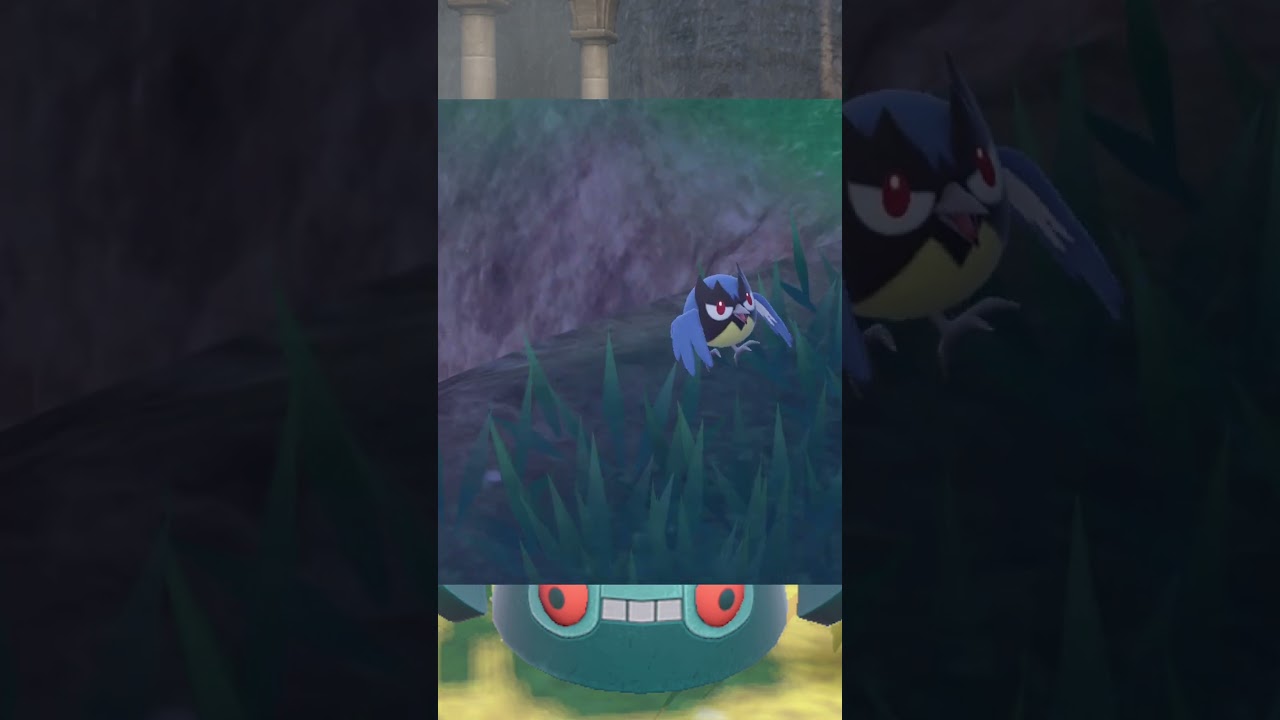 【ポケットモンスターSV】小ネタ　出会うと喧嘩始めるポケモン「ザングース・ハブネーク」を撮ろうと思ったらジャマが入った　#shorts