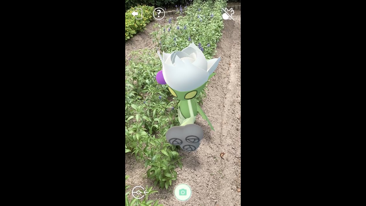 #Shorts【ポケGO】AR動画｜PoKeMoN GO AR｜406スボミー｜Budew｜315ロゼリア｜Roselia｜407ロズレイド｜Roserade｜ShinyPokémon