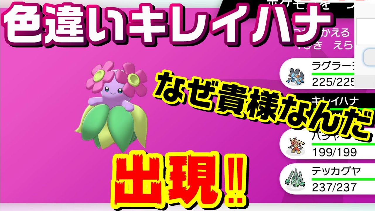 【ポケモン剣盾】3/4を見事に外し色違いキレイハナをゲットしてしまいました【鎧の孤島】【冠の雪原】