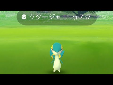 ポケモンGO  ツタージャ色違い