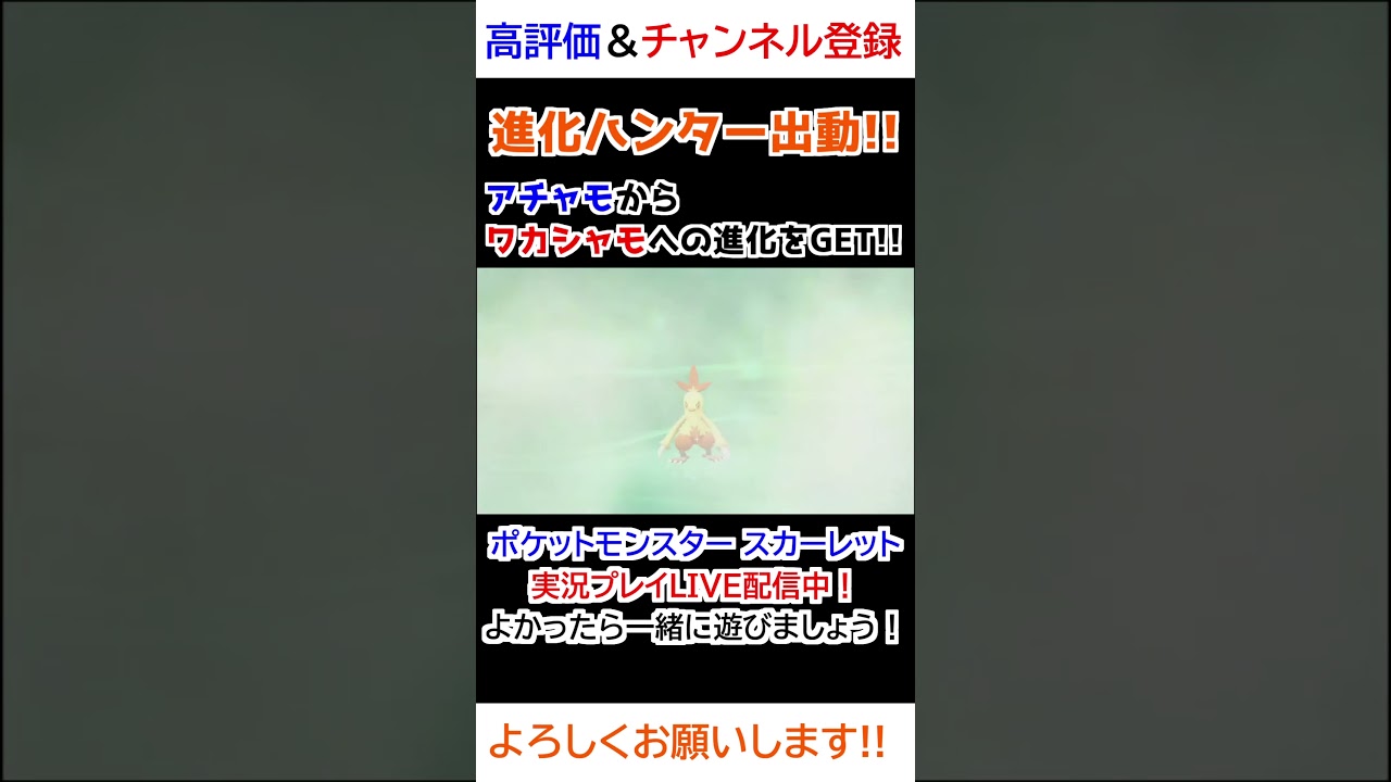 アチャモ→ワカシャモ進化【ダイパリメイク】【進化ハンター】