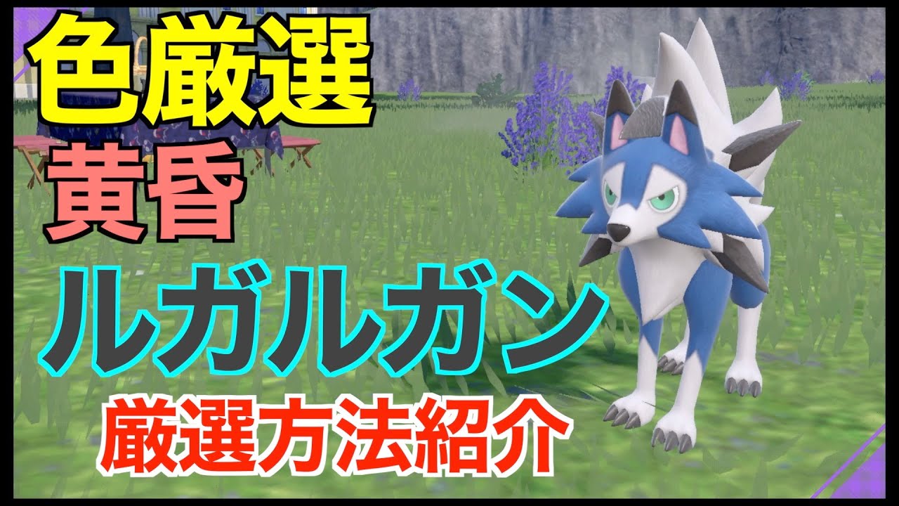 【ポケモンSV】激レアポケモンの色違い黄昏ルガルガン（たそがれルガルガン）！厳選場所とサンドイッチの作り！厳選方法紹介！【色違いポケモン】