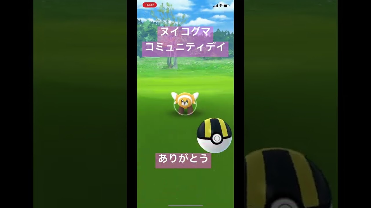 ヌイコグマ　コミュニティデイありがとう　#ポケモンGO ＃ヌイコグマ