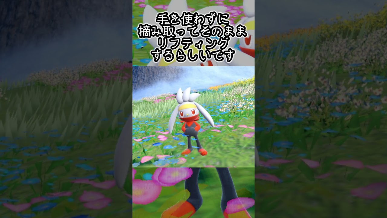 【疲れた人向け】ラビフット6匹とピクニック【ポケモンSV】#Shorts