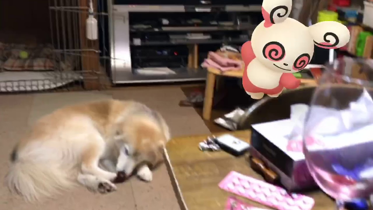 ポケモンGO パッチール