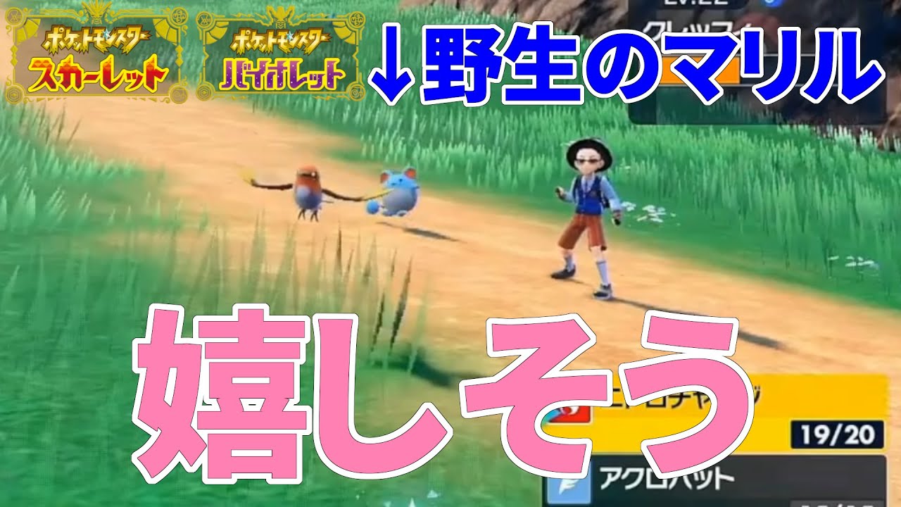 【ポケモンSV】野生のマリルが嬉しそうにバトルを見守ってくれてました