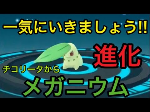 【ポケモンGO】進化実況！チコリータからメガニウムへ！