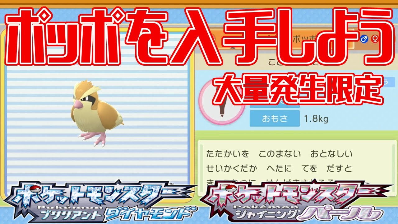 【ポケモンダイパリメイク】ポッポを入手しよう 大量発生限定 229番道路【ポケットモンスター ブリリアントダイヤモンド・シャイニングパール】Pocket Monsters