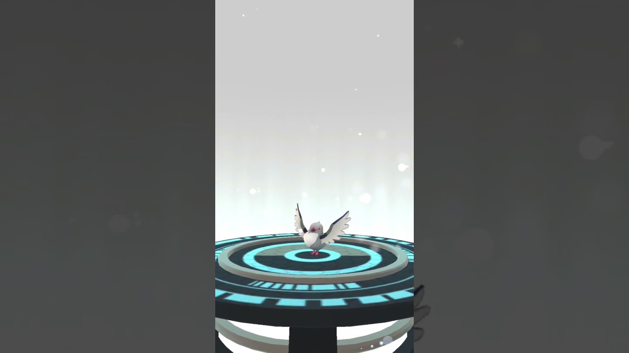 【ポケモンGO】雨の中マメパトの色違いが出た話 #ポケモンgo