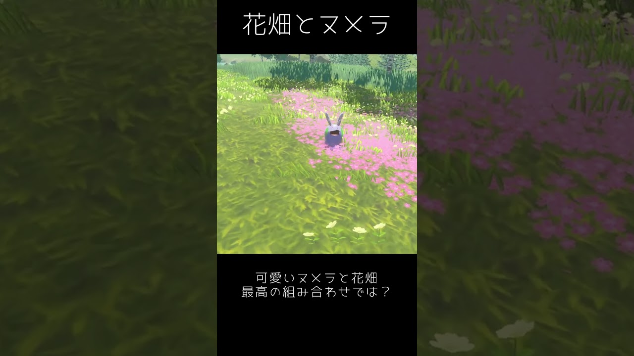 花畑にいるヌメラが最高にかわいい【ポケモンレジェンズアルセウス】