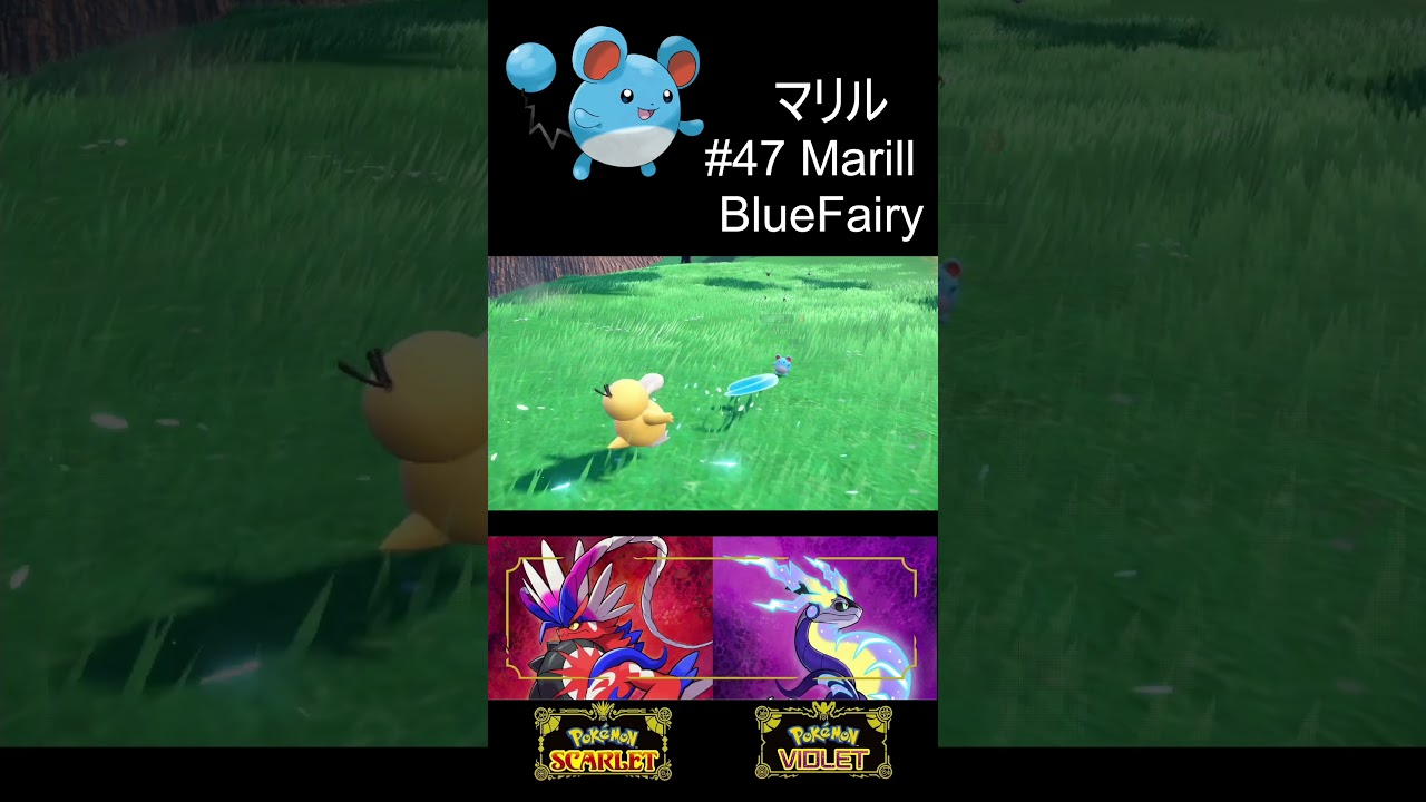 #47 Marill マリル Pokémon Scarlet/Violet #waterpokemon #fairypokemon