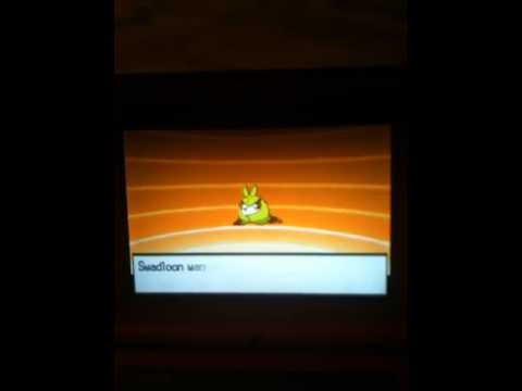 Pokemon black shiny sewaddle evolving