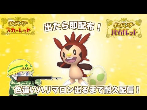【ポケモンSV】出たら即配布！色違いハリマロン出るまで耐久配信！逆６V厳選！