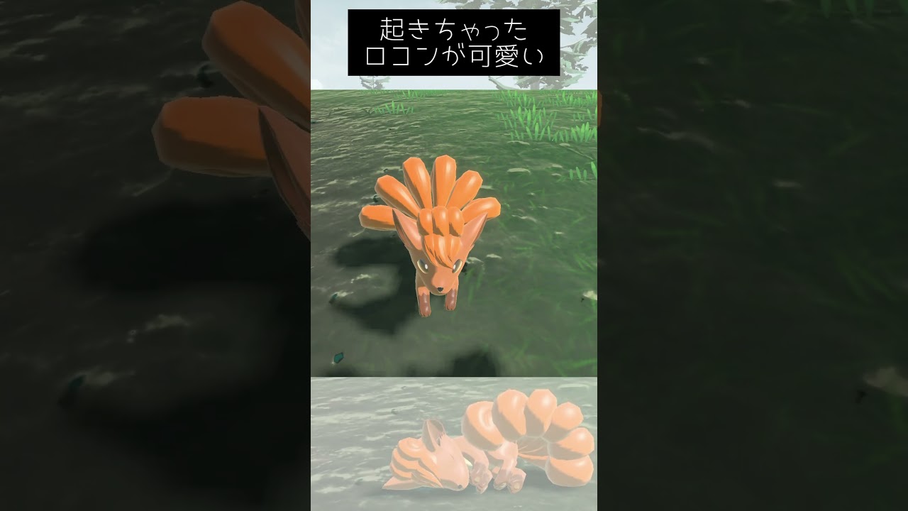 起きちゃったロコンがかわいい【ポケモンレジェンズアルセウス】