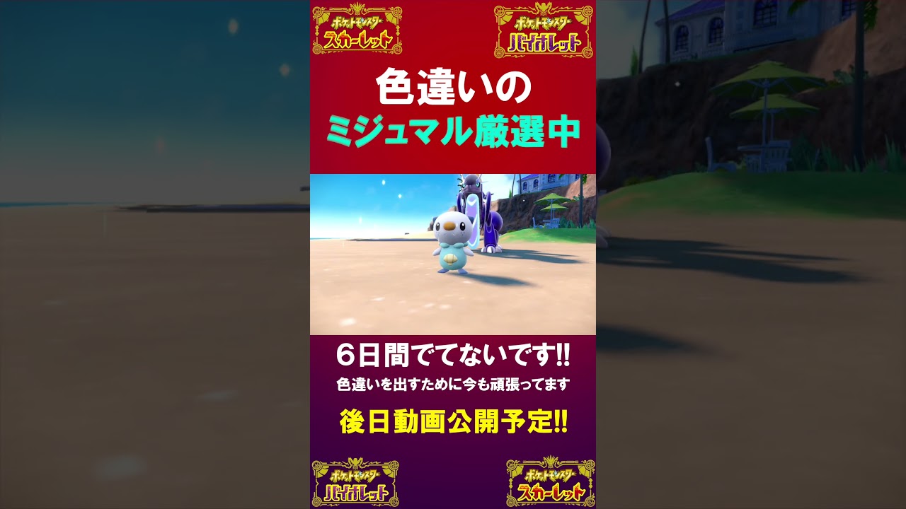 色違いのミジュマル厳選中 もう６日間やってもでない。いつでるのか？もう出ないのかな？😭【色違い厳選】【色違い】【 ポケモンSV 】