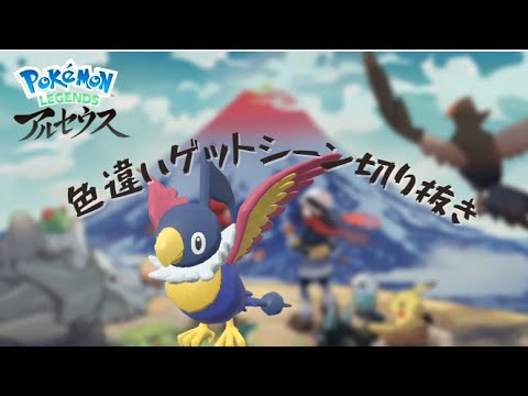 大量発生で二匹色違い出るとめっちゃ幸せ（ペラップ）#short